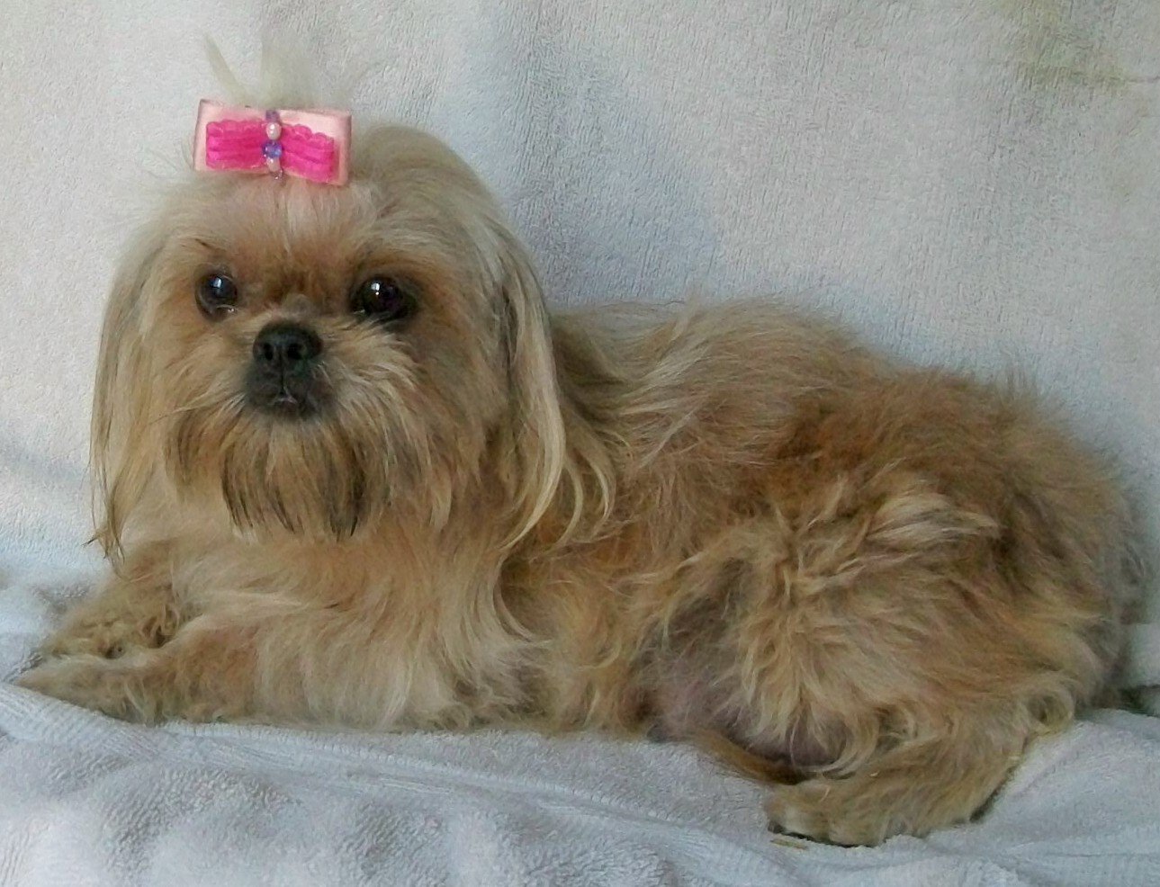 teacup shih tzu full grown size